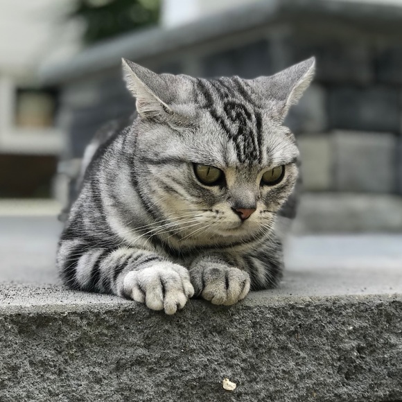 Meet your Posher, Paul - Picture 1 of 1